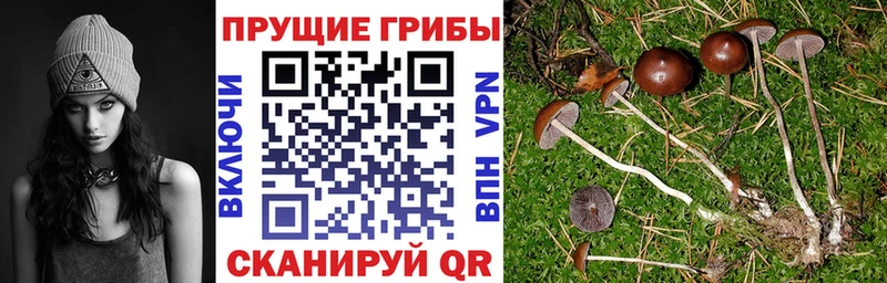 Псилоцибиновые грибы прущие грибы  Шенкурск 